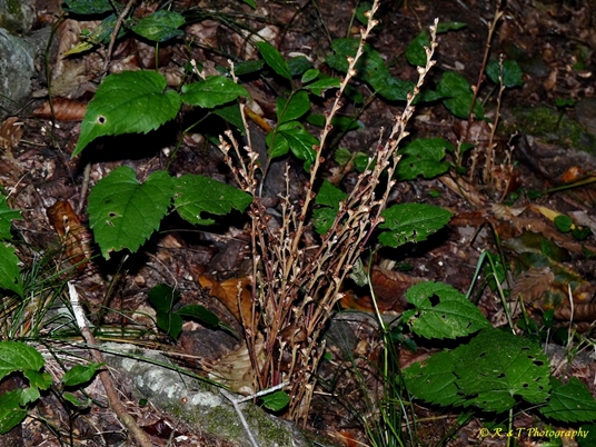 {Epifagus virginiana}